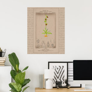 Affiche Illustration botanique française 24X30 Orchidée ar