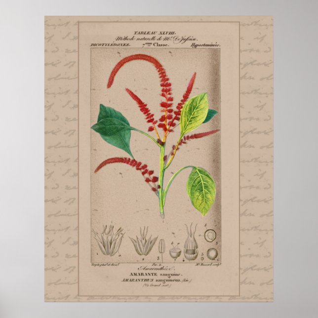 Affiche Illustration Botanique Française Amaranthus 24X30 (Devant)