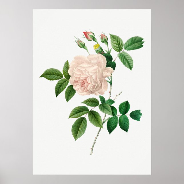 Affiche Illustration botanique rose pâle (sans texte) (Devant)