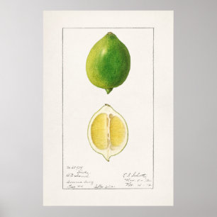Affiche Illustration botanique vintage