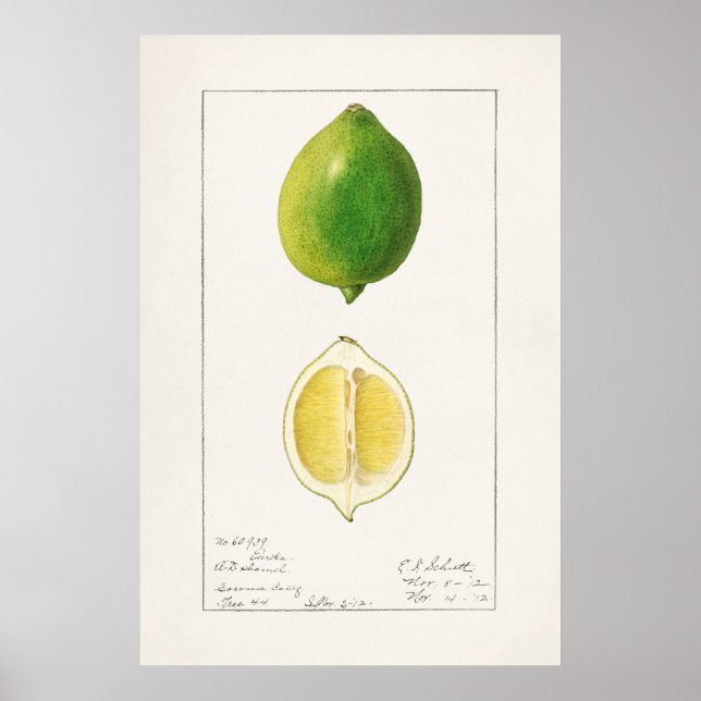 Affiche Illustration botanique vintage (Devant)