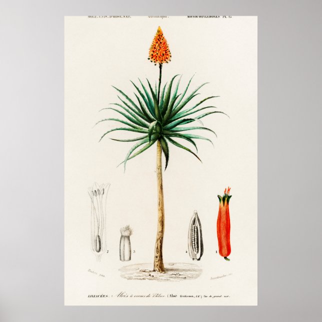 Affiche Illustration botanique vintage (Devant)
