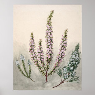 Affiche Illustration botanique vintage