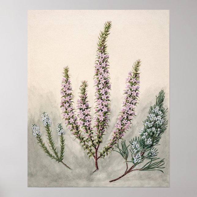 Affiche Illustration botanique vintage (Devant)