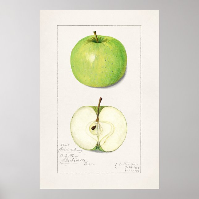 Affiche Illustration botanique vintage (Devant)