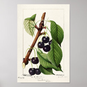 Affiche Illustration botanique Vintage