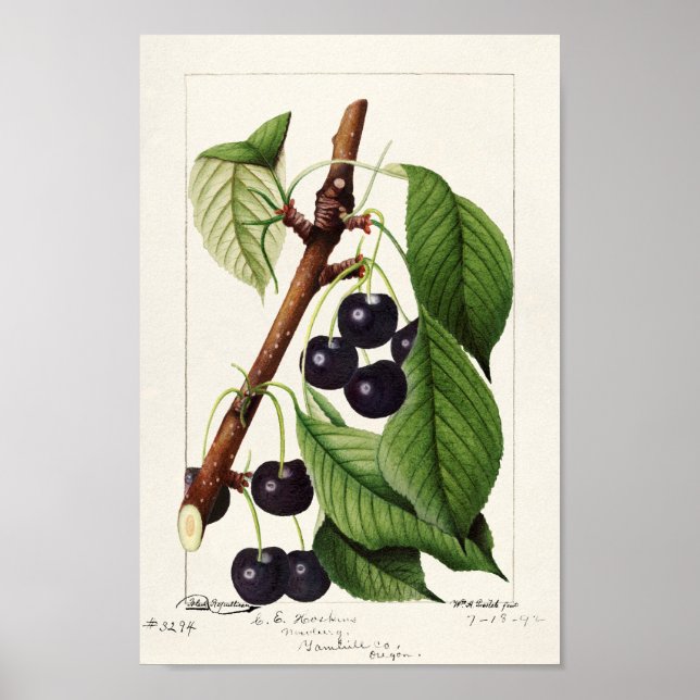 Affiche Illustration botanique vintage (Devant)