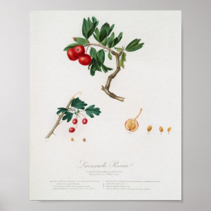 Affiche Illustration botanique vintage