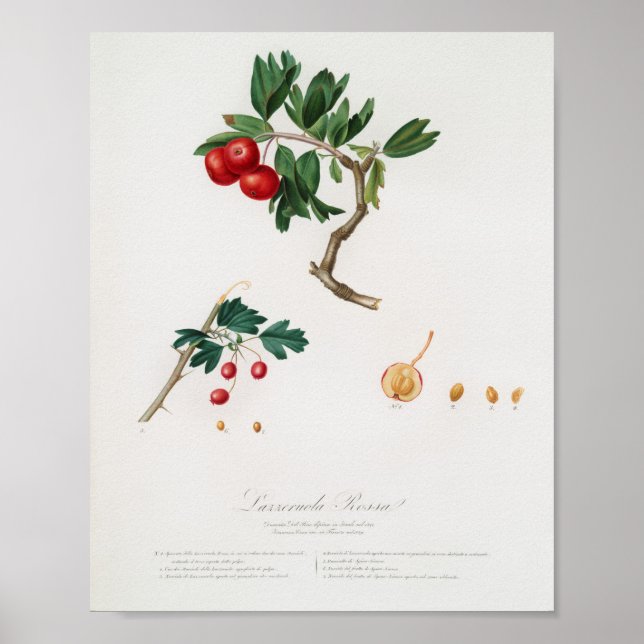 Affiche Illustration botanique vintage (Devant)
