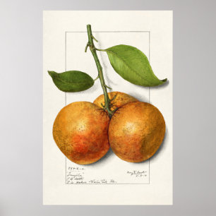 Affiche Illustration botanique vintage