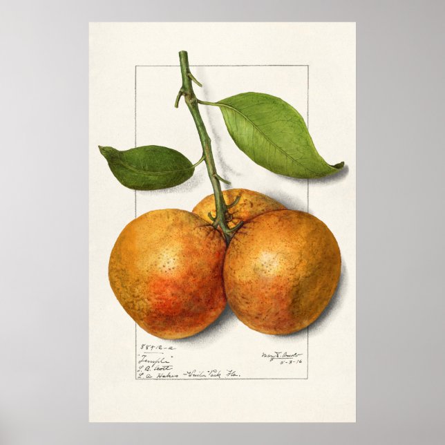 Affiche Illustration botanique vintage (Devant)