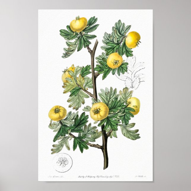 Affiche Illustration botanique vintage (Devant)