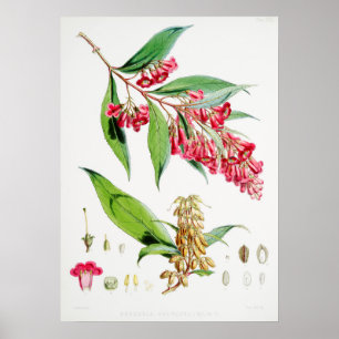 Affiche Illustration botanique vintage