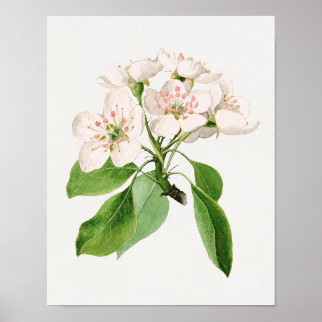 Affiche Illustration botanique vintage (Devant)