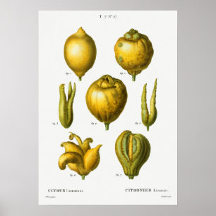Affiche Illustration botanique vintage