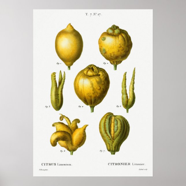 Affiche Illustration botanique vintage (Devant)