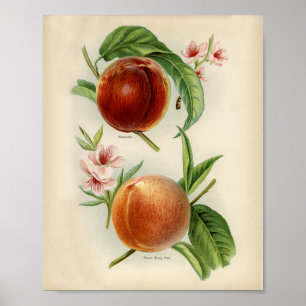 Affiche Illustration botanique vintage