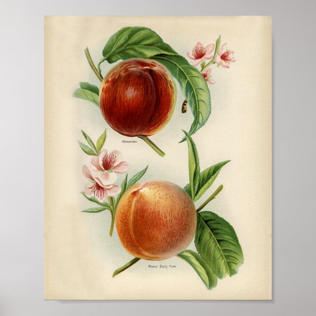 Affiche Illustration botanique vintage (Devant)