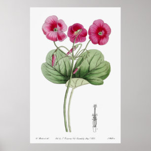 Affiche Illustration botanique vintage
