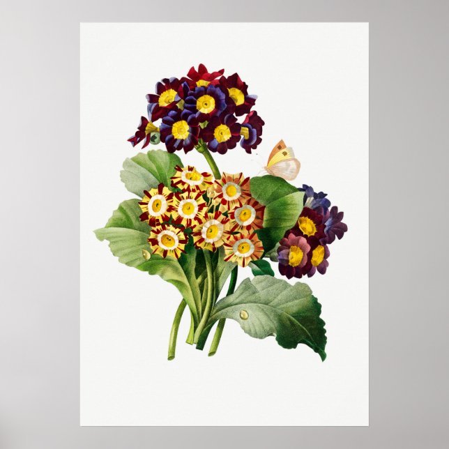 Affiche Illustration botanique vintage (Devant)
