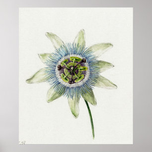 Affiche Illustration botanique vintage