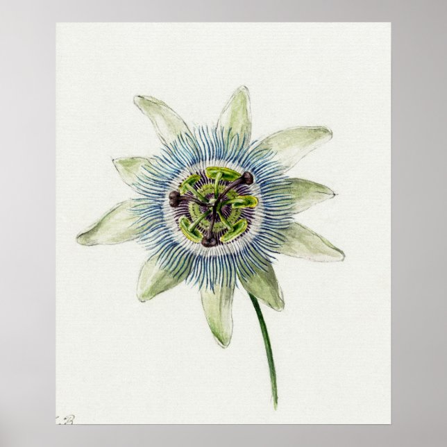 Affiche Illustration botanique vintage (Devant)