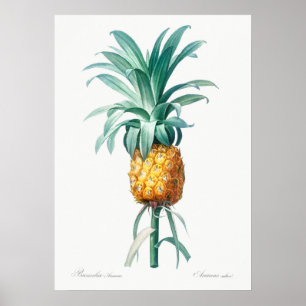Affiche Illustration botanique vintage
