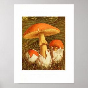 Affiche Illustration botanique vintage