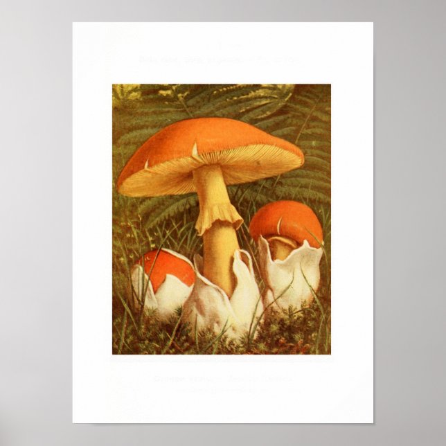 Affiche Illustration botanique vintage (Devant)