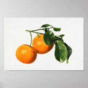 Affiche Illustration botanique vintage