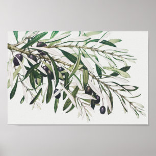 Affiche Illustration botanique vintage