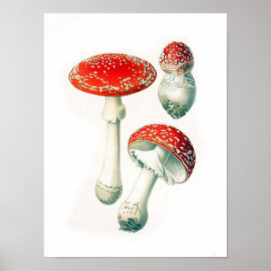 Affiche Illustration botanique vintage