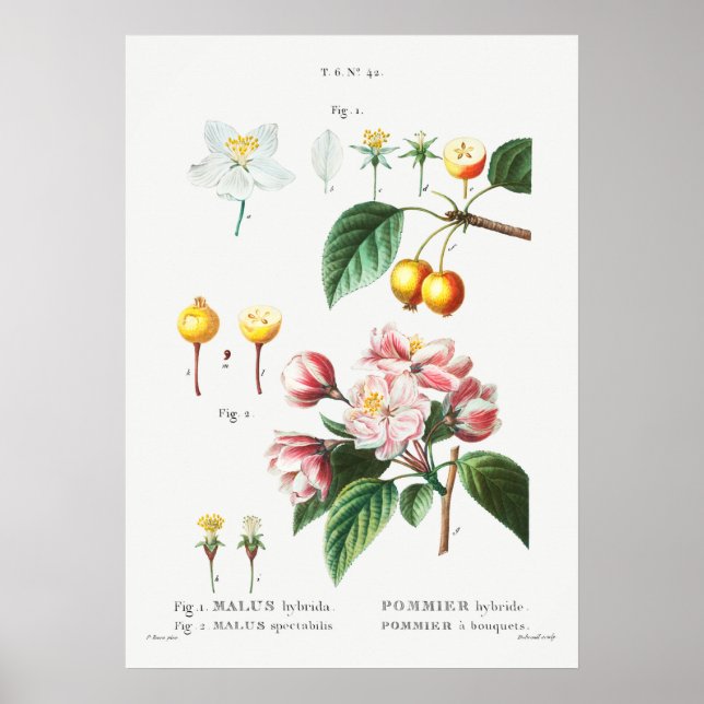 Affiche Illustration botanique vintage (Devant)