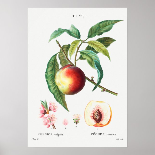 Affiche Illustration botanique vintage (Devant)