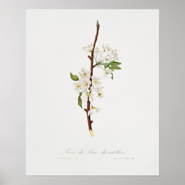 Affiche Illustration botanique vintage (Devant)