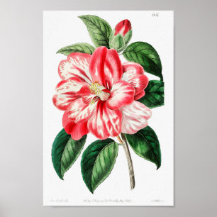 Affiche Illustration botanique vintage