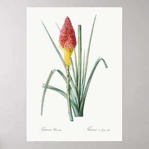 Affiche Illustration botanique vintage