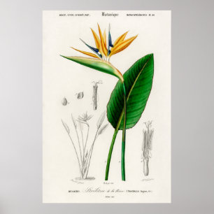 Affiche Illustration botanique vintage