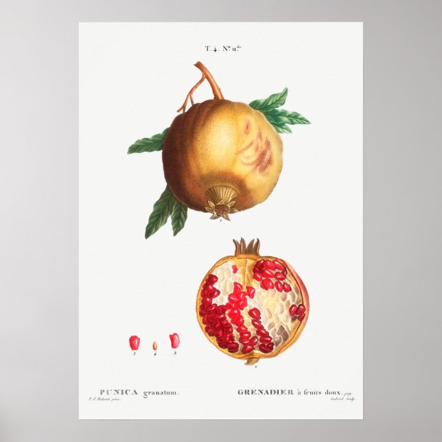 Affiche Illustration botanique vintage (Devant)