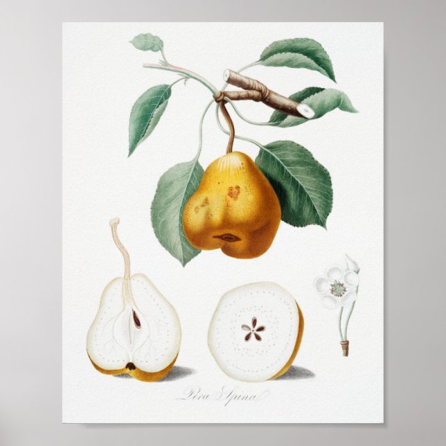 Affiche Illustration botanique vintage (Devant)
