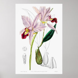 Affiche Illustration botanique Vintage