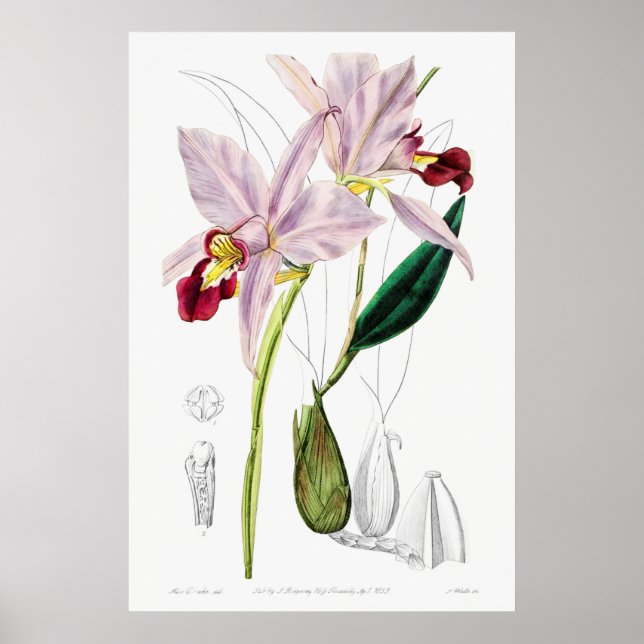 Affiche Illustration botanique vintage (Devant)