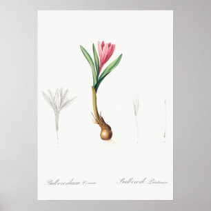 Affiche Illustration botanique vintage