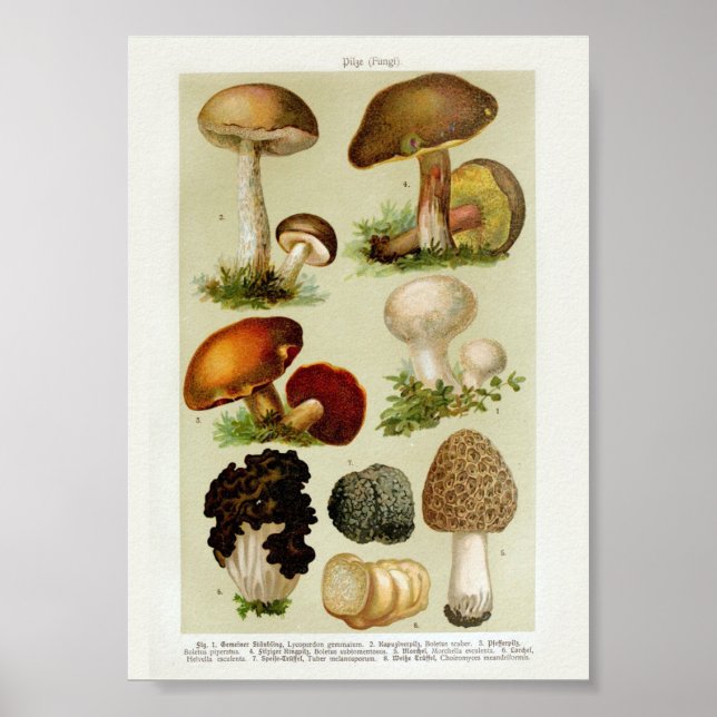 Affiche Illustration botanique vintage (Devant)