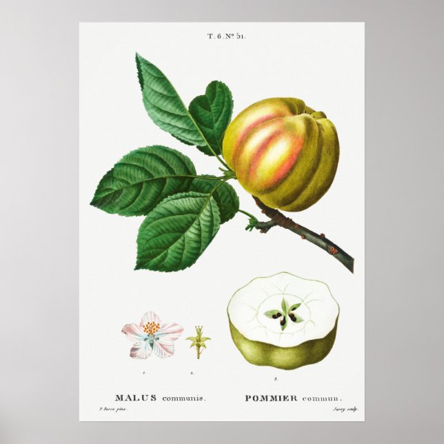 Affiche Illustration botanique vintage (Devant)
