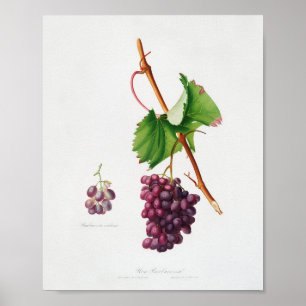 Affiche Illustration botanique vintage