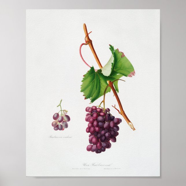 Affiche Illustration botanique vintage (Devant)