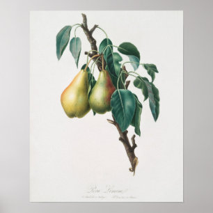 Affiche Illustration botanique vintage