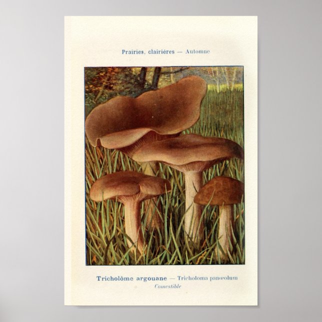 Affiche Illustration botanique vintage (Devant)