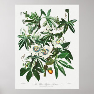Affiche Illustration botanique vintage